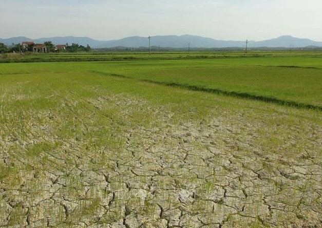 1741658205119018.png 嘉莱:因缺乏灌溉水,数百公顷水稻面临损失的风险.png