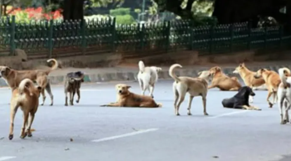 1755683083779102.png {91E4FF41-4221-4B79-87B1-4FF989A97E98}.png